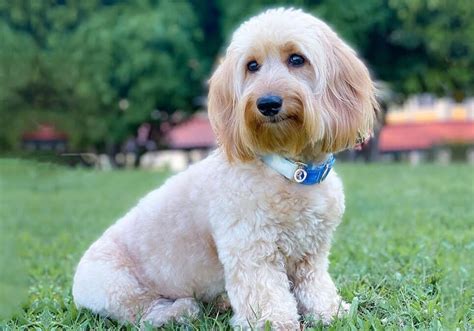 If you can't find the right <b>Doxiepoo</b> Rescue that you’re searching for in your state, check below the listings for links to other Rescues in nearby states who may have exactly what you are looking for. . Doxiepoo near me